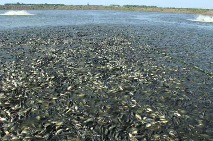  Roots blower for aquaculture